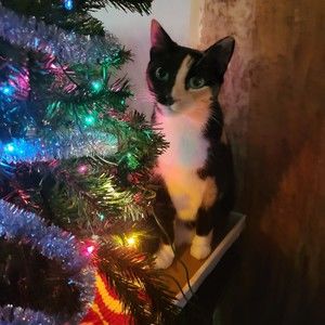 Meet your Posher, Tv